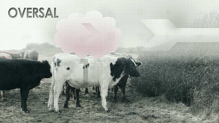 Oversal featured projects cows on the field